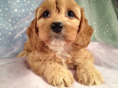 Cockapoos, Female, Apricot, big sale, $675, Iowa Breeder 2012